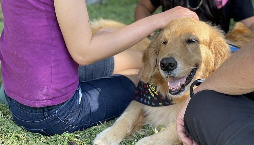 An Army Of Volunteers, And Eight Golden Retrievers, Help Uvalde Grieve And Heal
