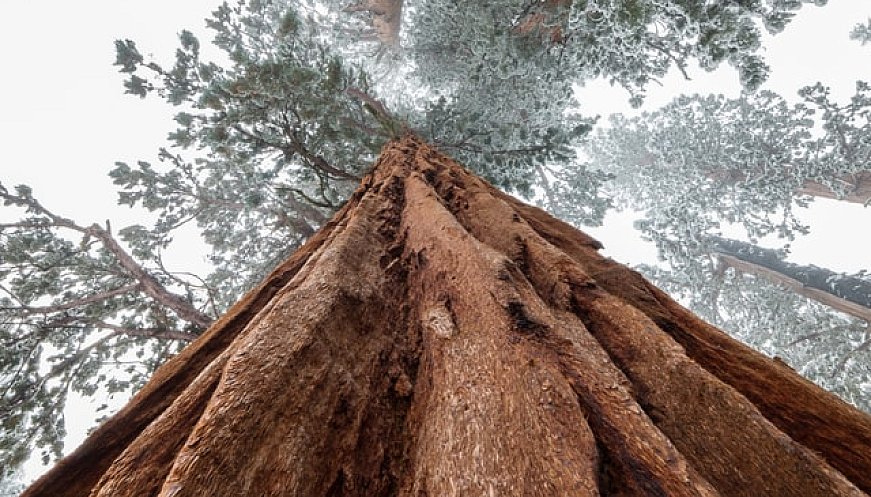 He Planted A Sequoia To Offset His Carbon Footprint, Now It's A Business