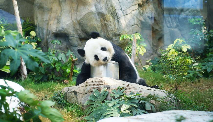 China Panda Experts Visit Taiwan In Rare Point Of Contact