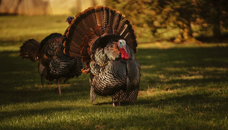 This Farm Offers Turkey Cuddling