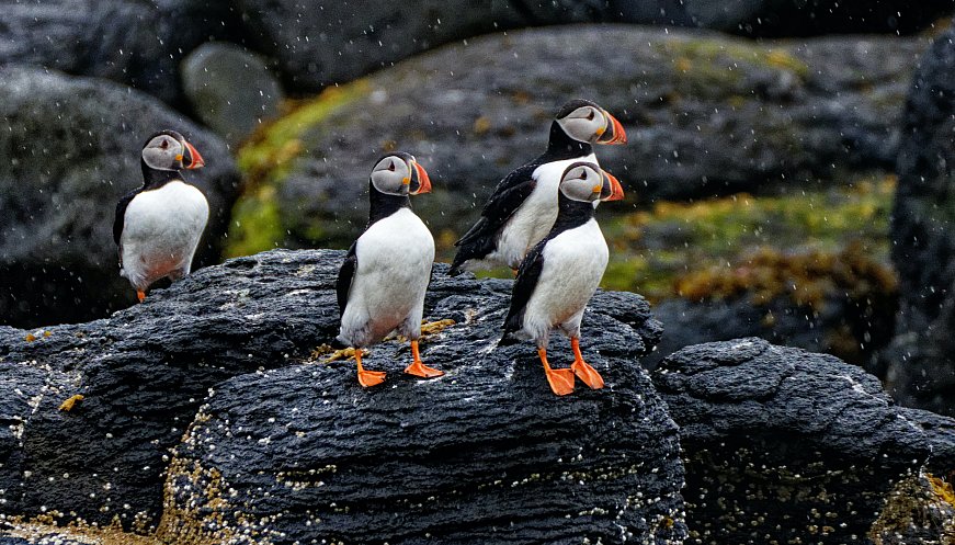An Icelandic Town Goes All Out To Save Baby Puffins