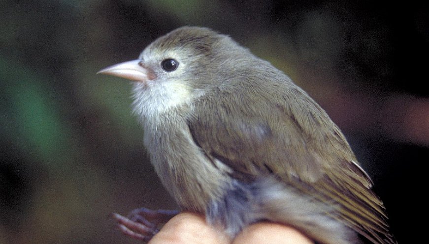 Saving Some Of The World's Rarest Birds From The Maui Wildfires