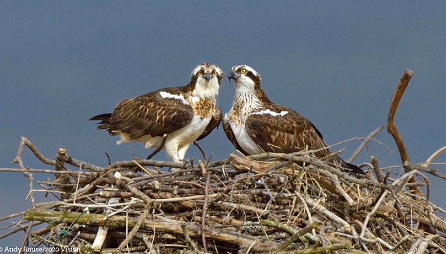 Huge Conservation Success Story As Ospreys Breed In Ireland