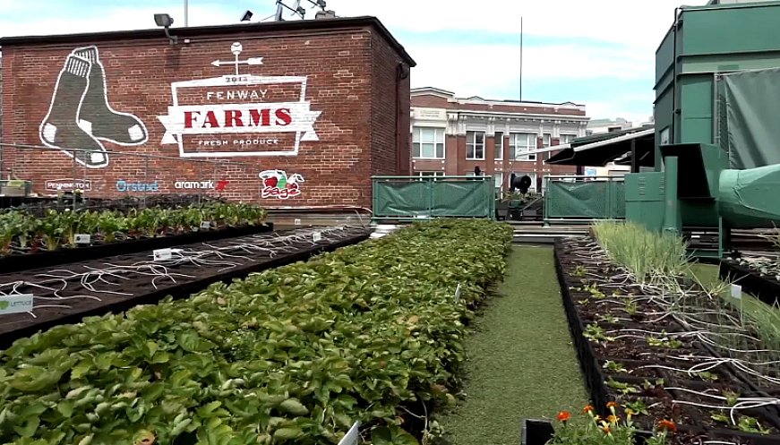 Fenway Park's Rooftop Garden Is Transforming Boston's Food System